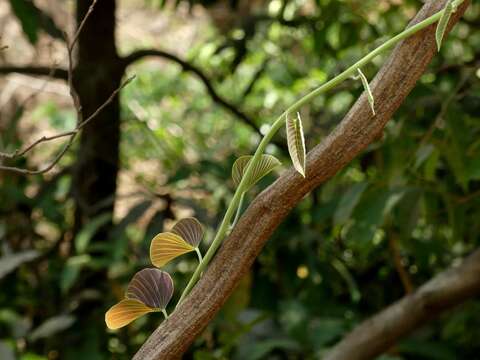 Слика од Ipomoea campanulata L.