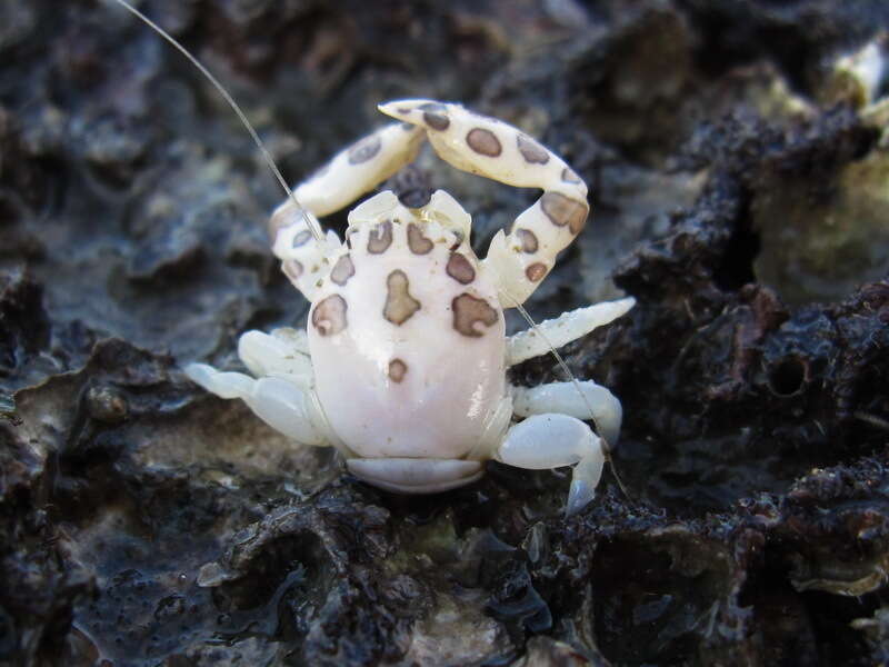 Image of Sea pen crab