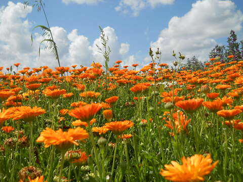 Image of pot marigold