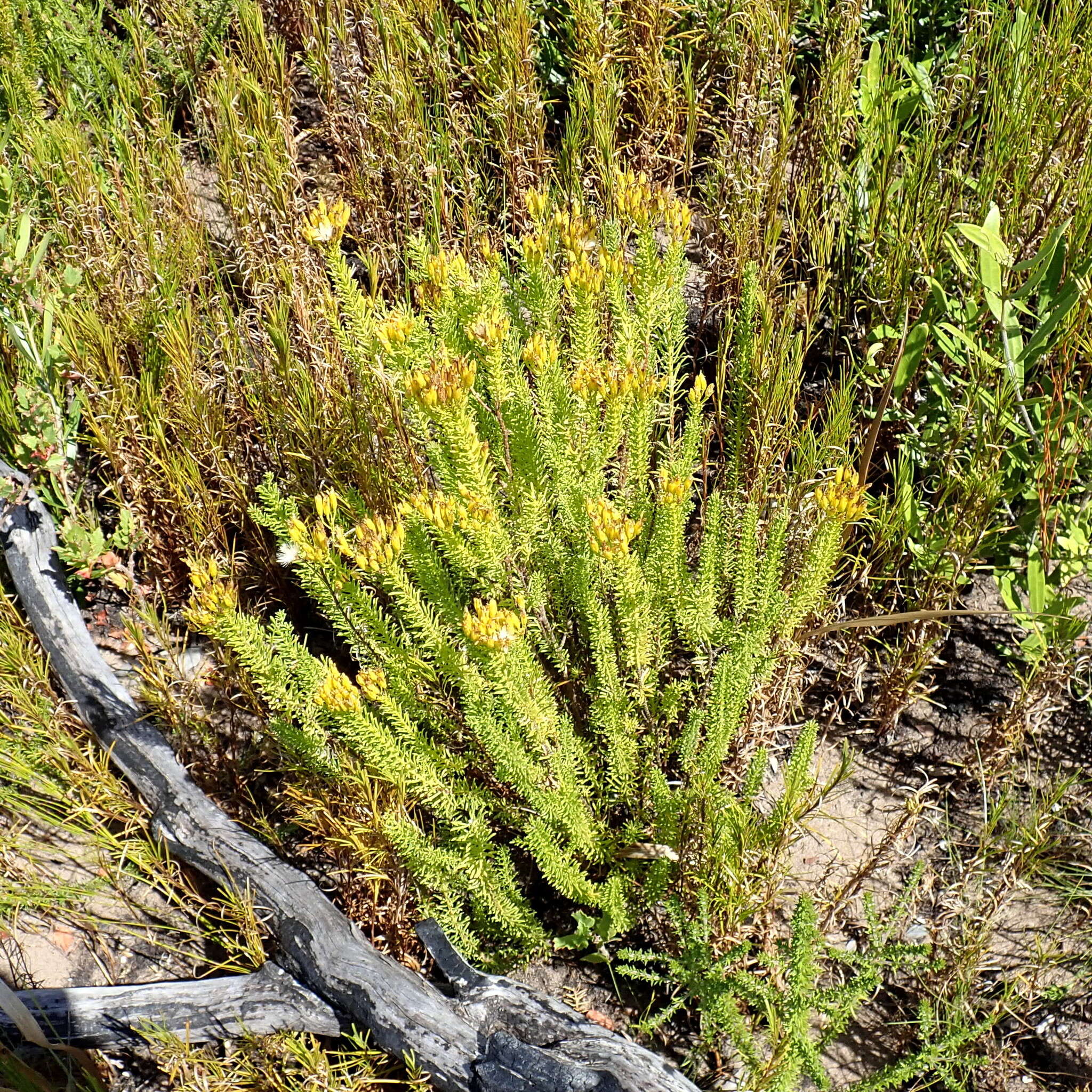 Image of Pteronia uncinata DC.