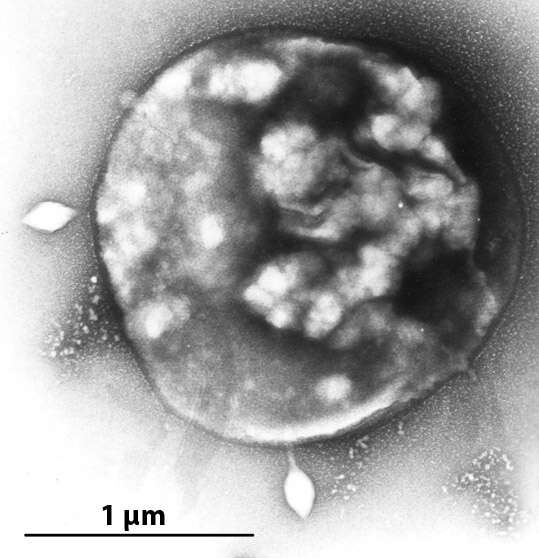 Image of Thermoprotei