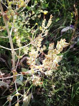 Sivun Salvia aethiopis L. kuva