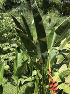 Image of Heliconia rauliniana Barreiros