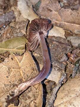 Image of Psathyrella bipellis (Quél.) A. H. Sm. 1946