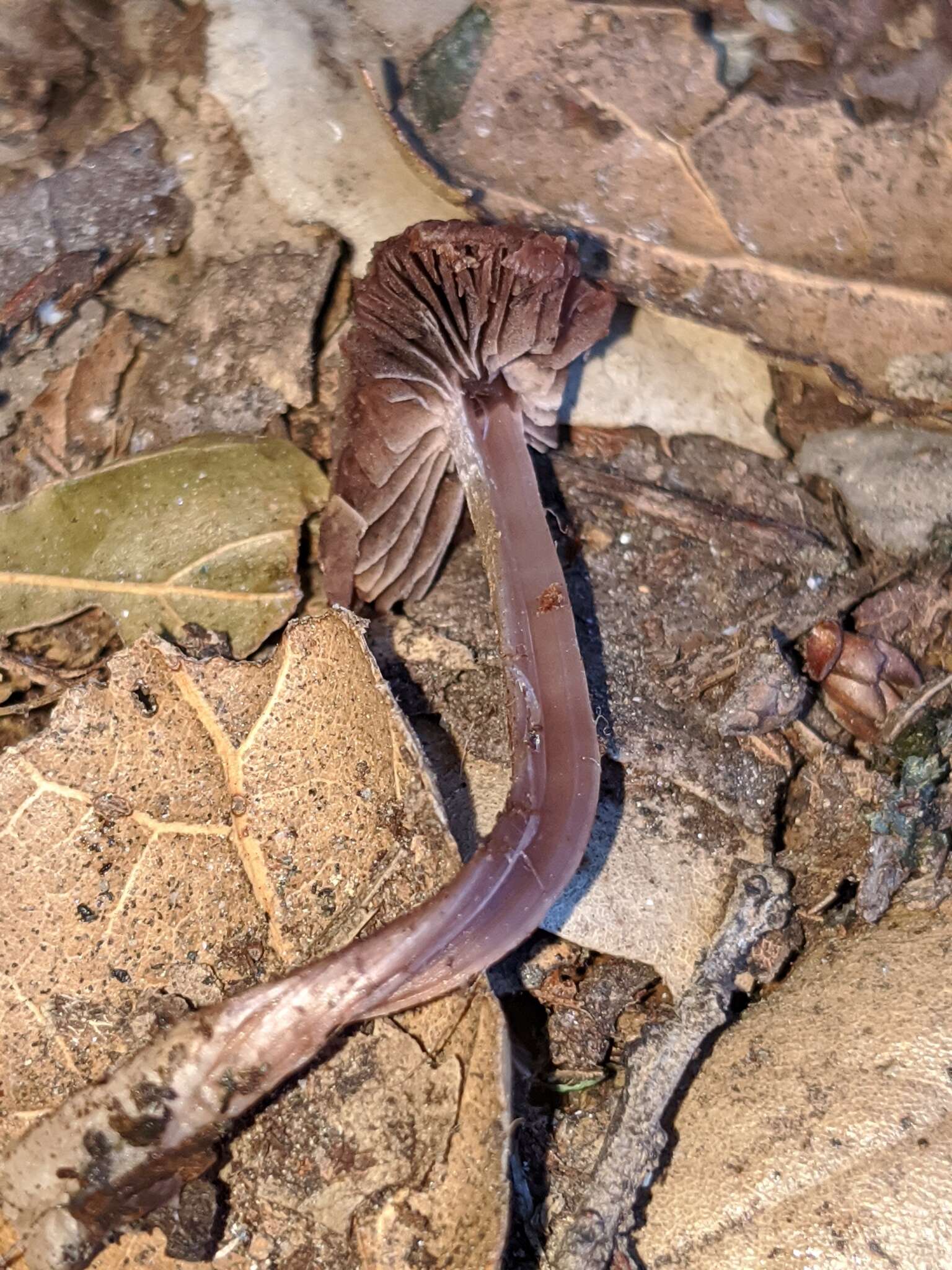 Image of Psathyrella bipellis (Quél.) A. H. Sm. 1946