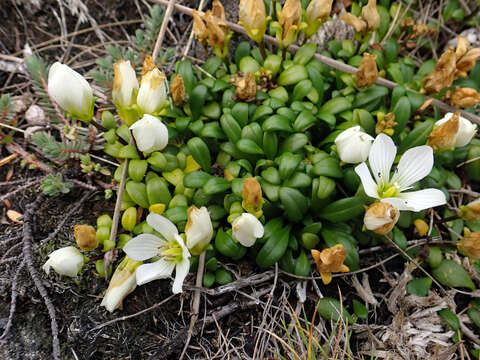 Image of Gentianella saxosa (G. Forst.) Holub