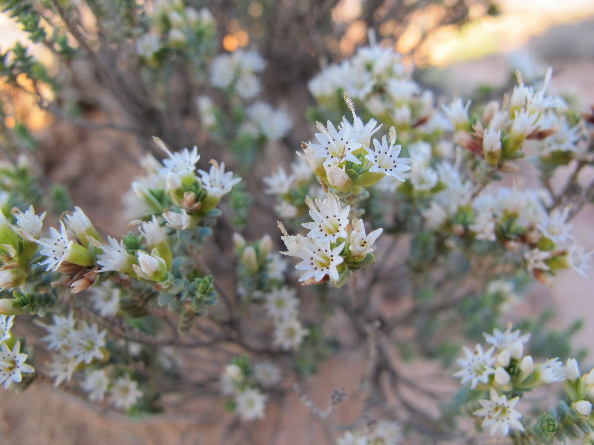 Image of Darwinia salina L. A. Craven & S. R. Jones