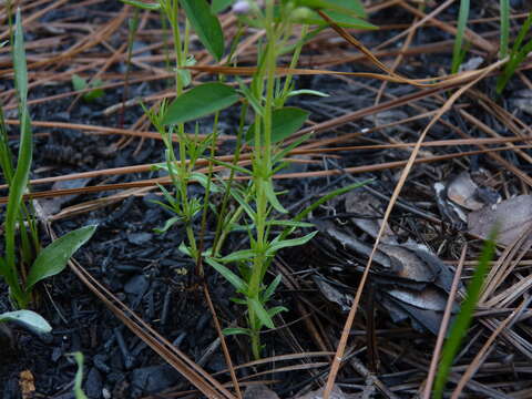 Image of trailing phlox