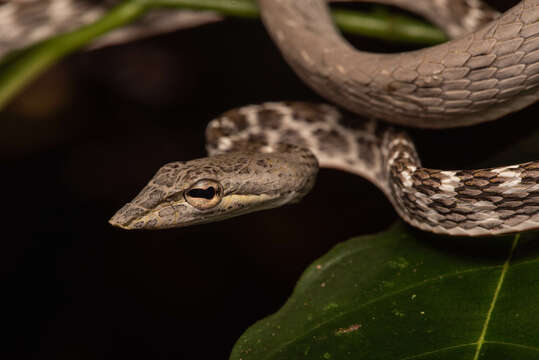 Image of Speckle-headed Vine Snake