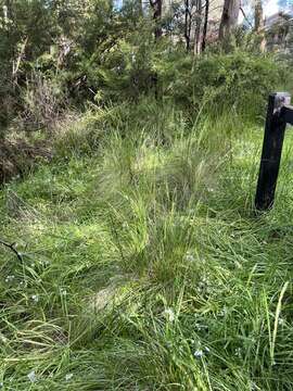 Image of Poa ensiformis Vickery