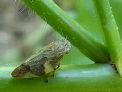 Image of European Alder Spittlebug