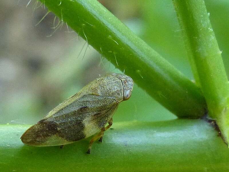 Слика од Aphrophora alni (Fallén 1805)