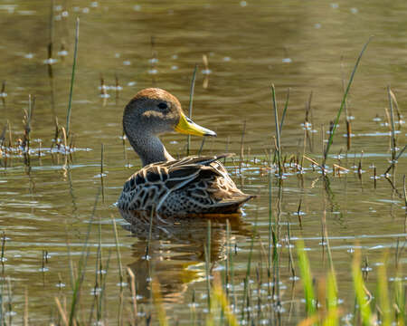 Image of yellow-billed pintail