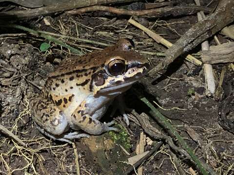 Image of Leptodactylus rhodonotus (Günther 1869)