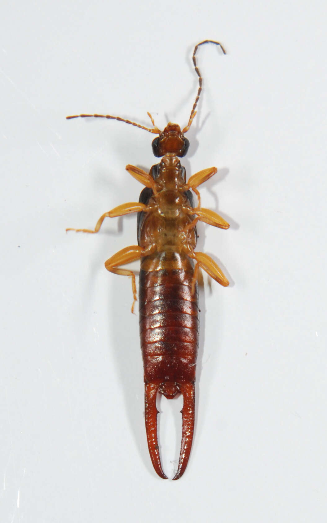 Image of Vostox brunneipennis (Audinet-Serville 1838)