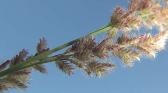 Image of Gopher-Tail Love Grass