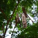 صورة Albizia tomentosa (Micheli) Standl.