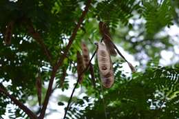 Image of Albizia tomentosa (Micheli) Standl.