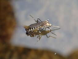 Image of Aedes atropalpus (Coquillett 1902)