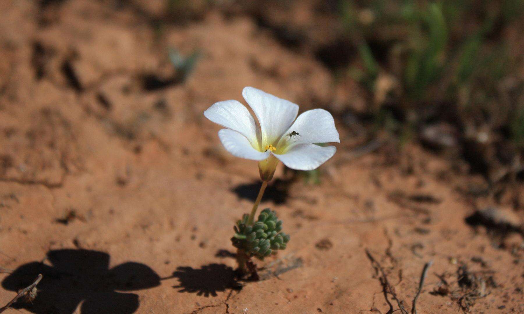 Image of Oxalis furcillata var. furcillata