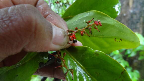 Image of Helixanthera wallichiana (Schult. fil.) Danser