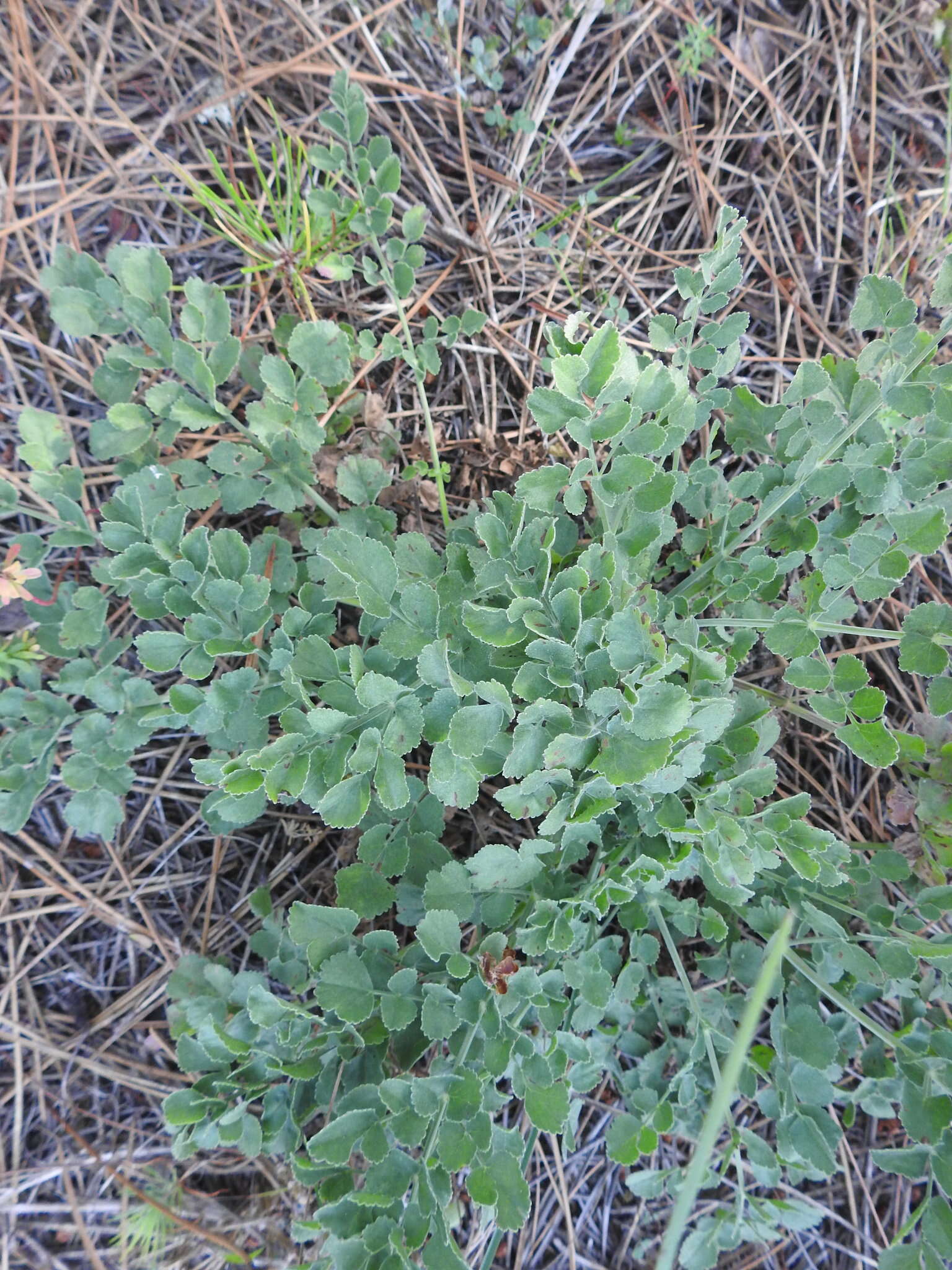 Imagem de Pimpinella villosa Schousboe