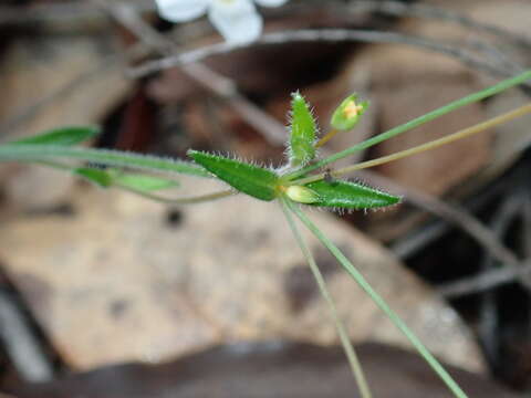 Plancia ëd Mitrasacme polymorpha R. Br.