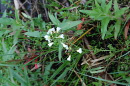 Слика од Cardamine dentata Schult.