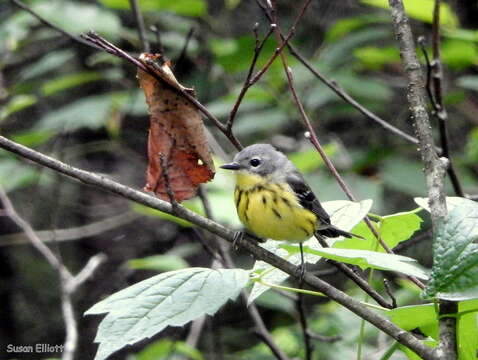 Image of Magnolia Warbler