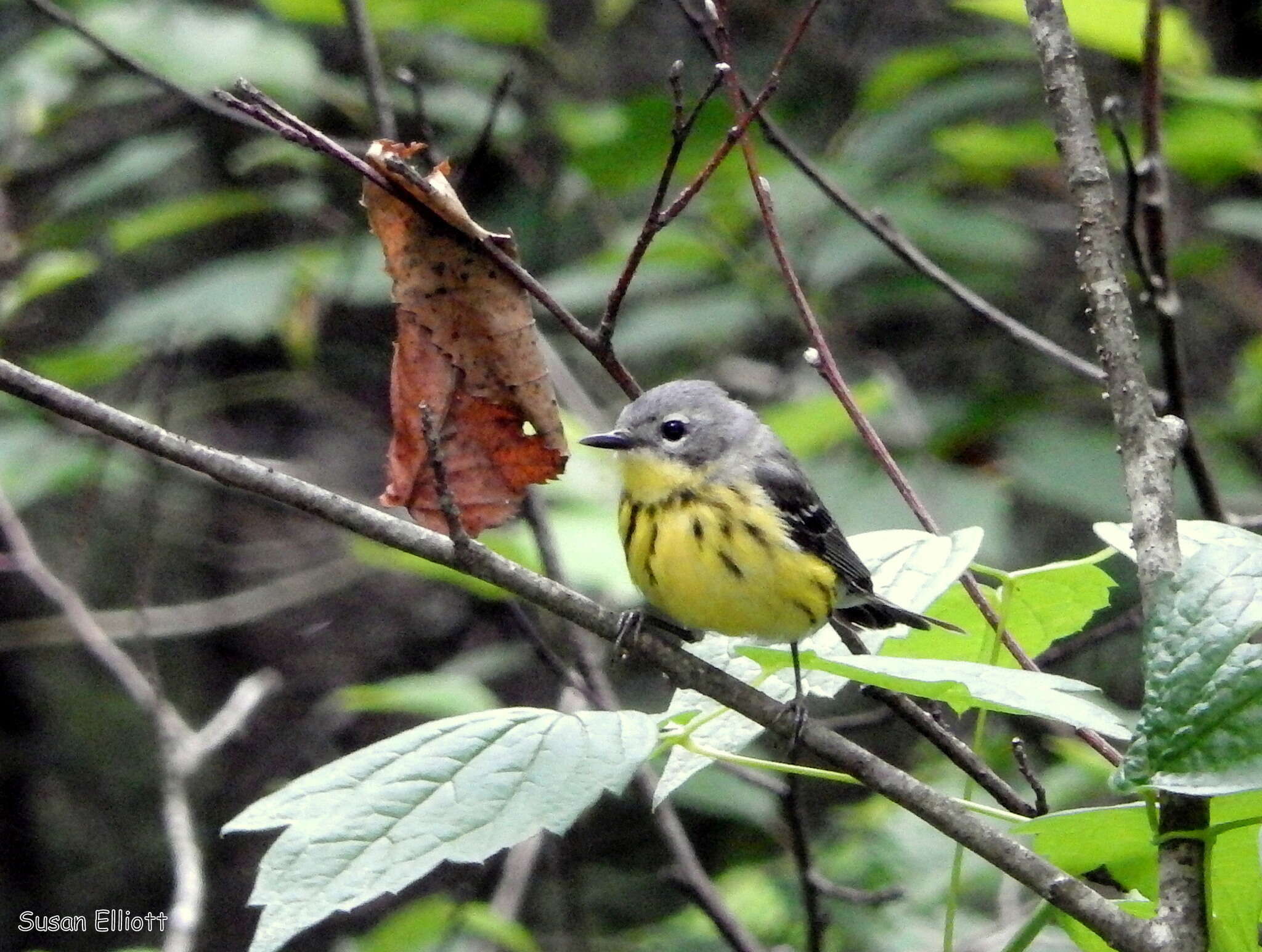 Слика од Setophaga magnolia (Wilson & A 1811)