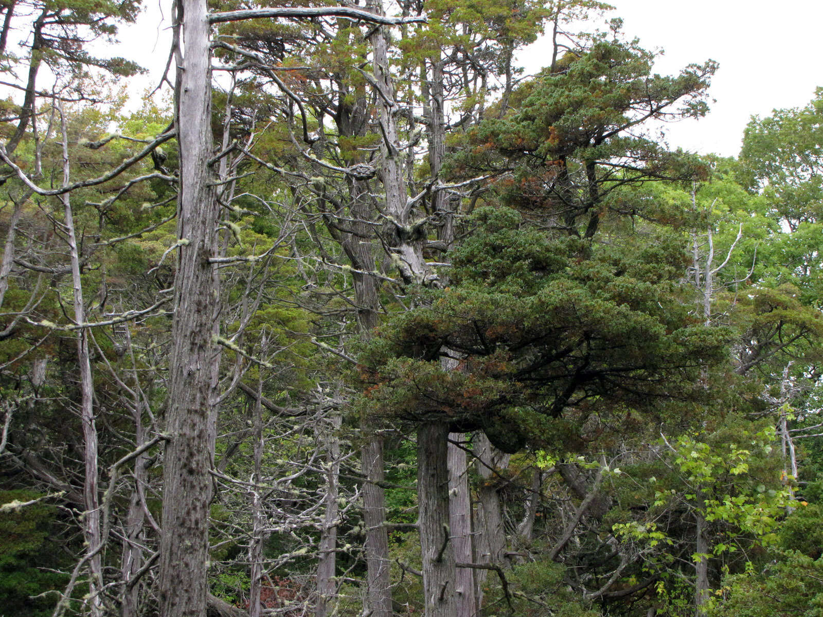 Image of Atlantic White Cedar