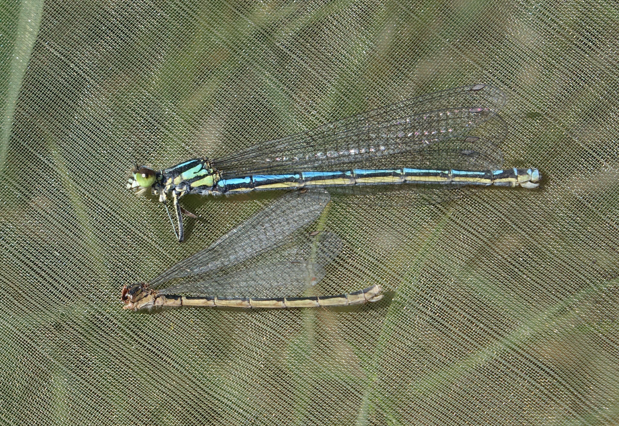 Image of Coenagrion glaciale (Hagen ex Selys & McLachlan 1872)