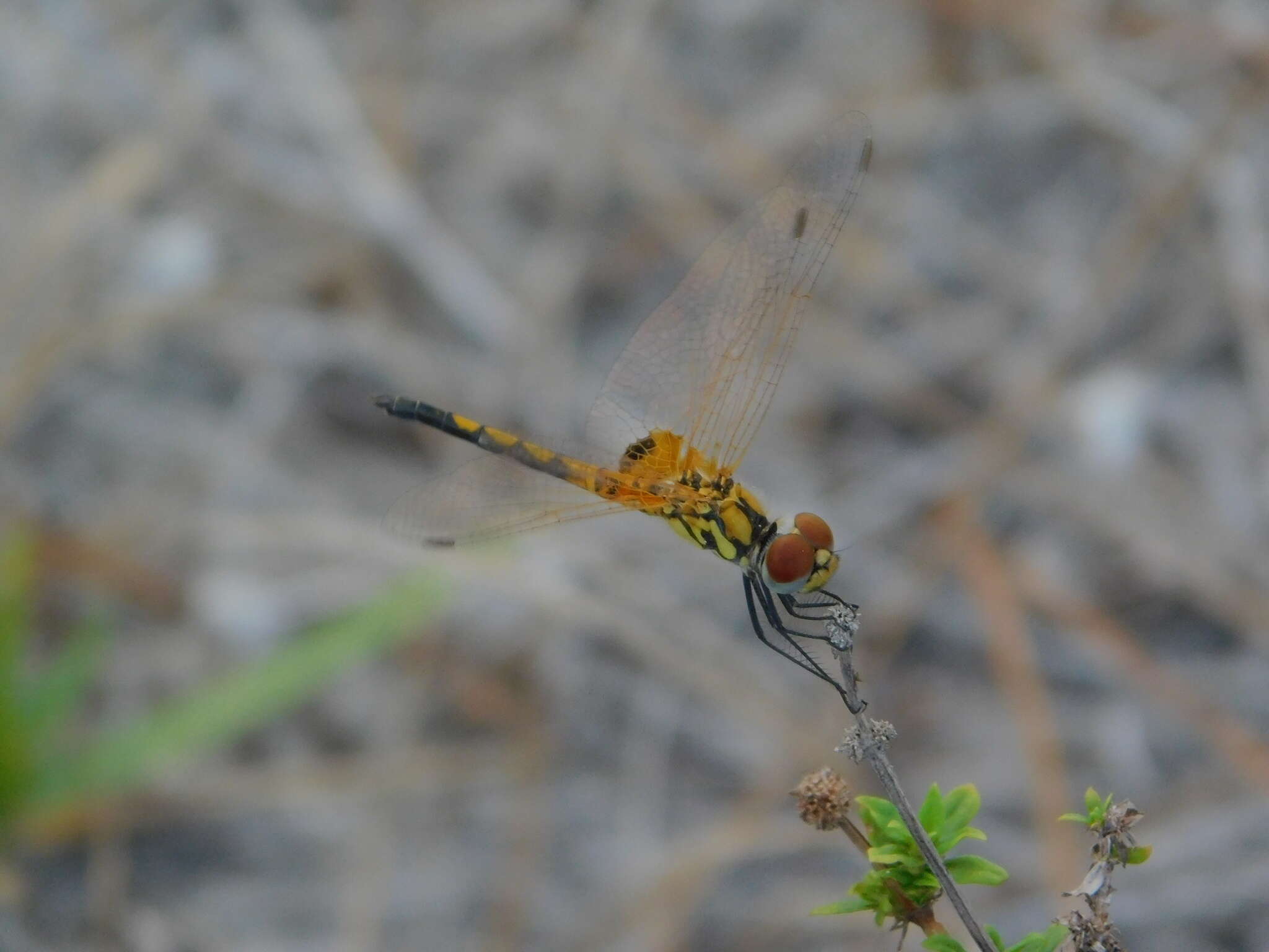 Image of Red-veined Pennant