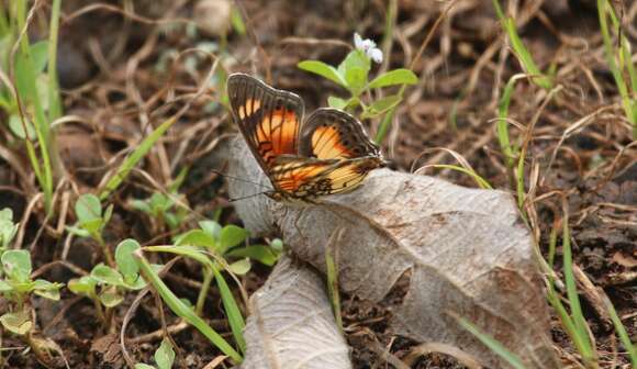 Image of <i>Junonia <i>sophia</i></i> sophia