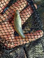 Image of Speckled killifish