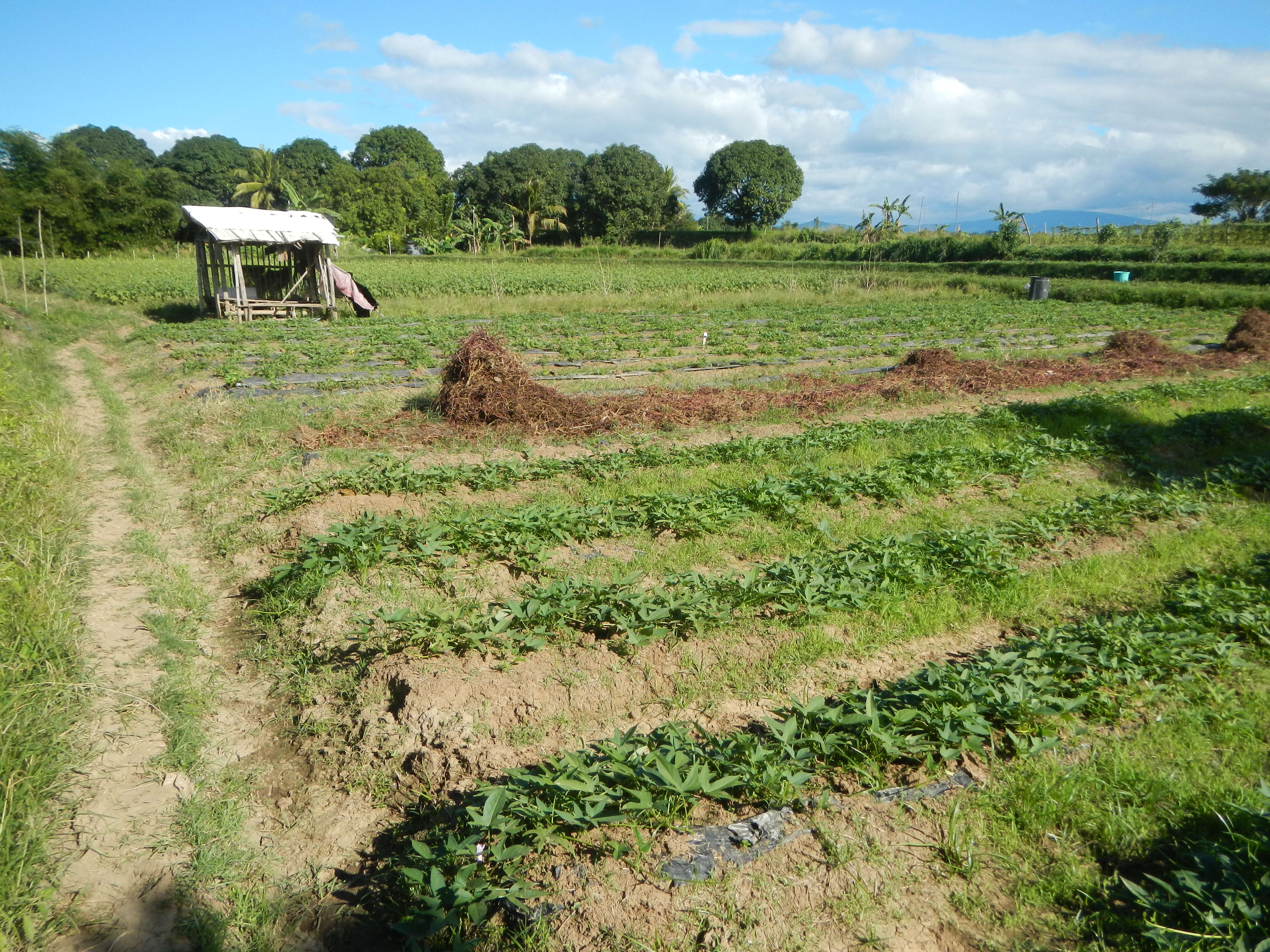 Image of sweet potato