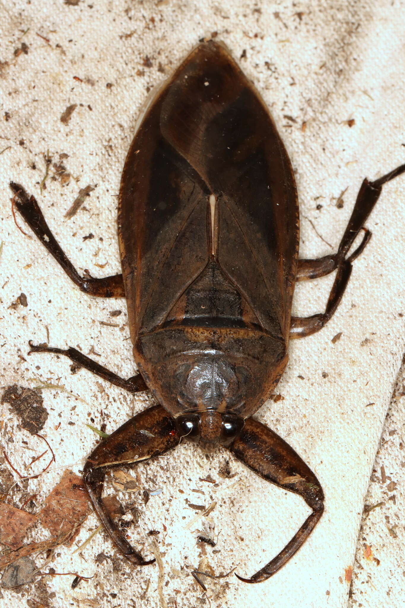 Image of Lethocerus insulanus (Montandon 1898)