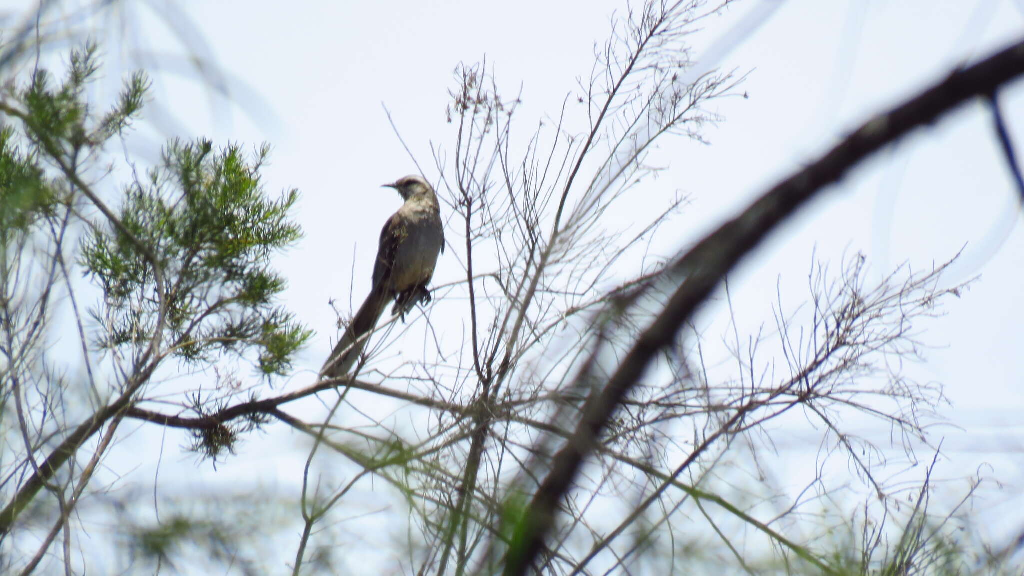 Image of Chilean Mockingbird