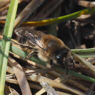 Image of Colletes cunicularius (Linnaeus 1761)