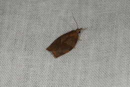 Image of Moth