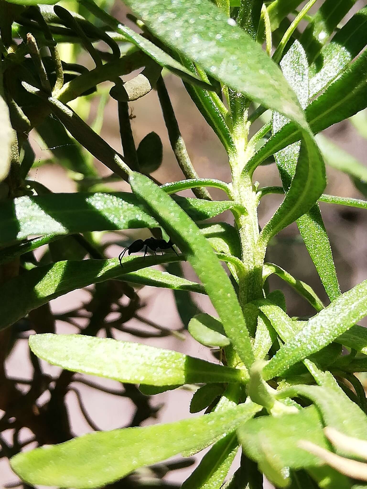 Image of Pseudomyrmex lynceus (Spinola 1851)