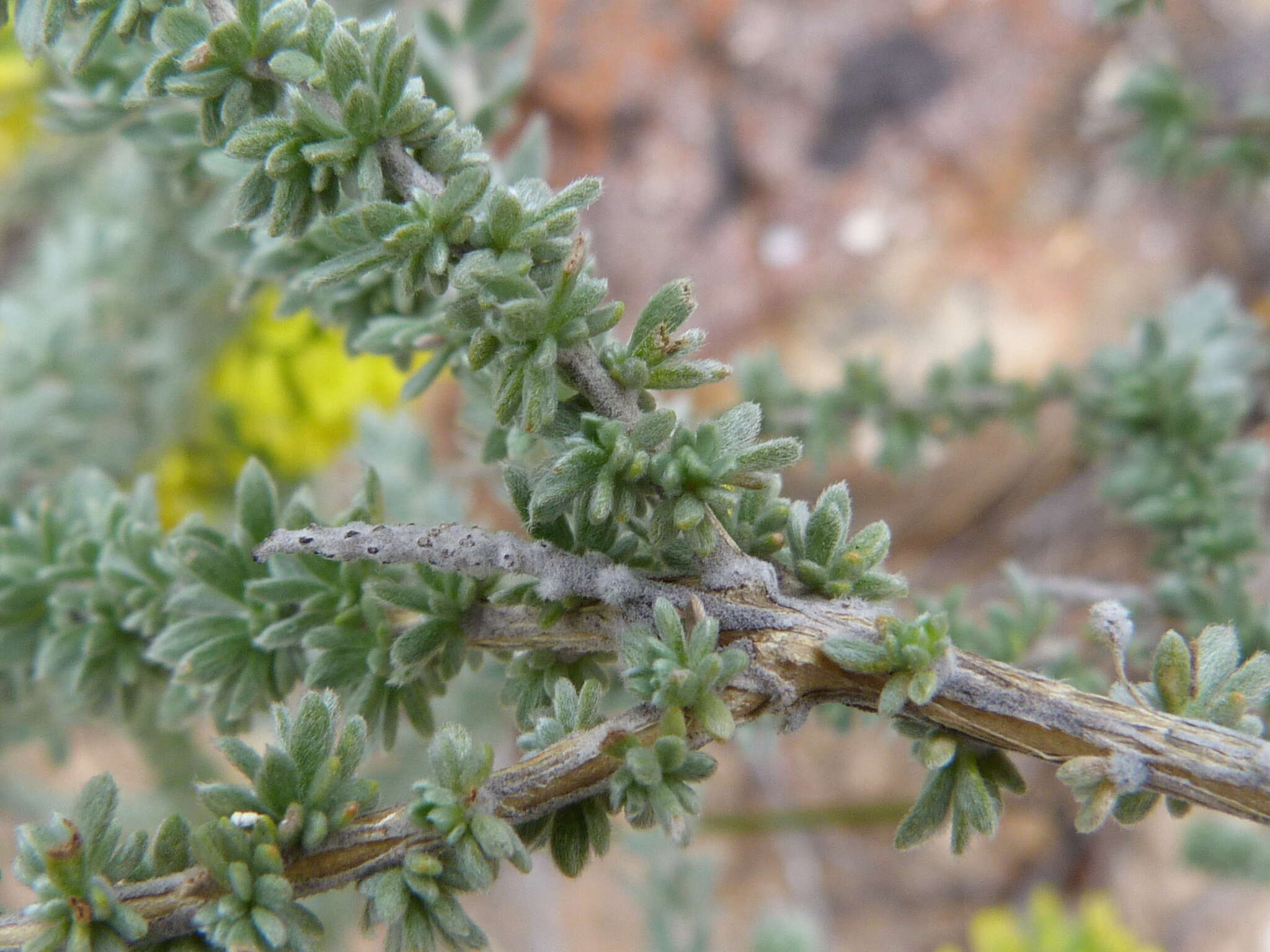 صورة Aspalathus quinquefolia subsp. virgata (Thunb.) R. Dahlgren