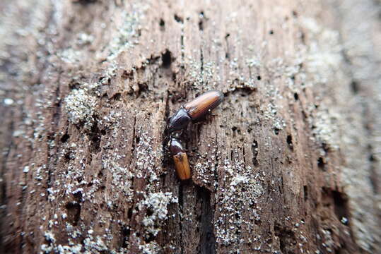 Image of Mesites pallidipennis Boheman 1838