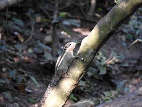 Image of Himalayan Striped Squirrel