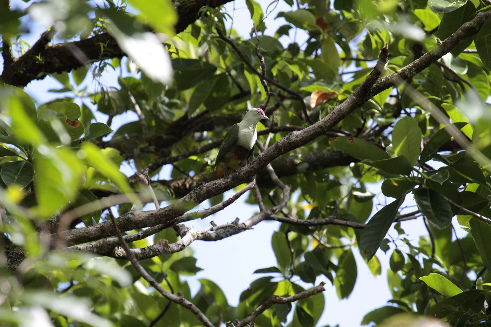 Image of Crimson-crowned Fruit Dove