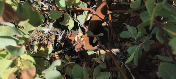 Image of Adams' manzanita