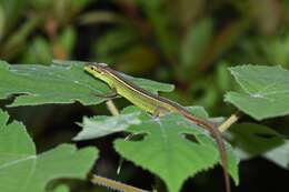 Image of China Grass Lizard