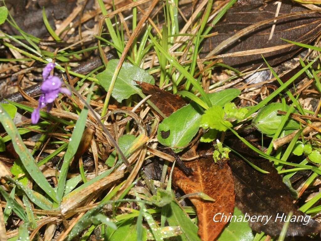 Image of Viola prionantha subsp. confusa (Champion ex Benth.) Y. S. Chen