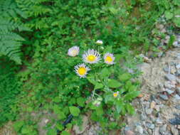 Image of Erigeron philadelphicus var. philadelphicus