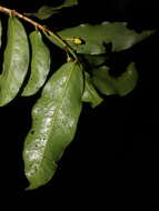 Imagem de Erythroxylum macrophyllum Cav.